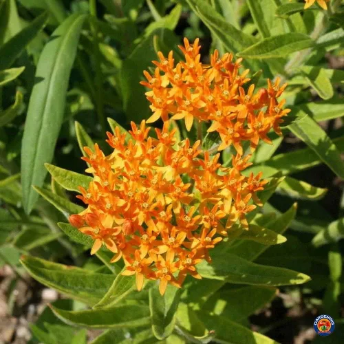 Vista 6 de 40 semillas de algodoncillo mariposa Asclepias tuberosa nativa perenne para monarcas