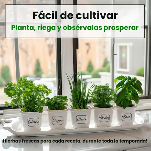 Vista 2 de Kit de semillas de 5 variedades de hierbas, orégano, cilantro, perejil, albahaca, cebollino