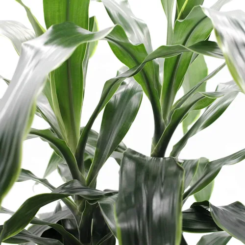 Vista 2 de Dracaena Art Carmen - Planta viva en una maceta de cultivo de 8 pulgadas - Dracaena Deremensis "Art Carmen" - Hermosa planta