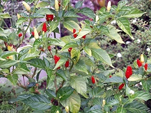Vista 2 de 25 semillas de Kona roja hawaiana - Capsicum frutescens, pimienta de reliquia extremadamente caliente.