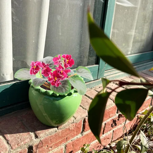 Vista 5 de Maceta para Flores Violeta Africana Verde de Cerámica con Riego Automático 6.5 * 4.6 * 4 pulgadas Maceta Simple para Plantas con Riego Automático