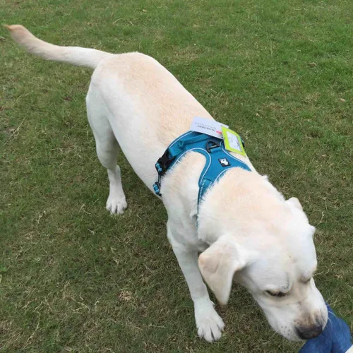 Vista 5 de Sgoda Arnés para perro con reflectante 3M, chaleco arnés con asa para mascotas, Azul