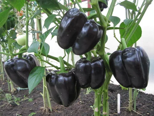 Vista 5 de Pimiento negro dulce vegetal sin OMG para plantar