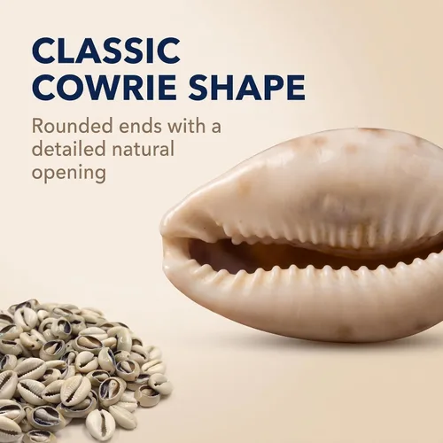 Vista 3 de 100 cuentas de conchas de cauri naturales blancas y Lvory ovaladas para playa, conchas africanas para hacer joyas para el cabello, manualidades