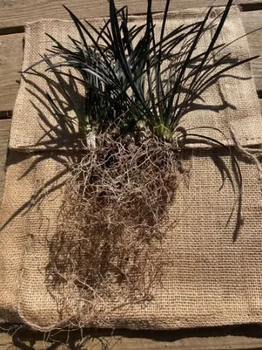 Vista 3 de 15 plantas de césped decorativas Black Mondo