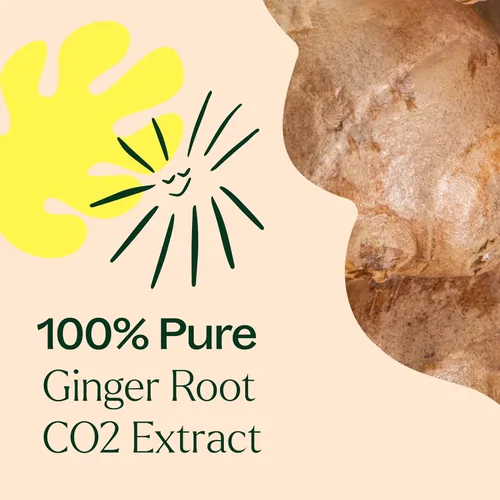 Vista 2 de Terapia herbolaria, raíz de jengibre Extracto de CO2. 100% puros, sin diluir, grado terapéutico. 1/3 oz. Aceite de jengibre puro y sin diluir