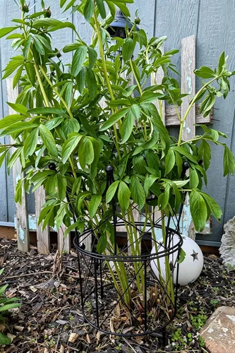 Vista 3 de Soportes de peonía para plantas de exterior, estacas de dalia de 18.5 x 22.9 pulgadas Negro