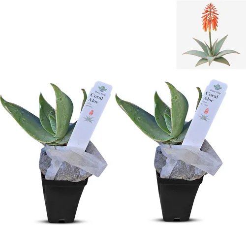 Vista 51 de Plantas de aloe coral (Aloe striata) - Suculenta viva con llamativos bordes rosados y hojas lisas y planas para jardinería en interiores