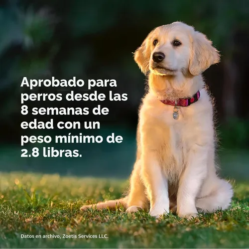 Vista 5 de Simparica Trio (sarolaner, moxidectina y tabletas masticables de pirantel) masticables para perros, 6 mg/tab, 5.6-11 libras, (púrpura), 1 tableta