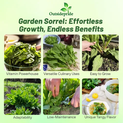 Vista 2 de Outsidepride Semillas de acedera – 5,000 piezas de hierbas perennes, fáciles de cultivar, tolerantes a la sequía y a las heladas y microverdes