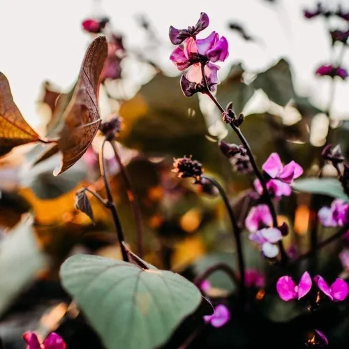 Vista 2 de Ruby Moon Hyacinth Bean Vine - 25 semillas de frijol para plantar, Thresh