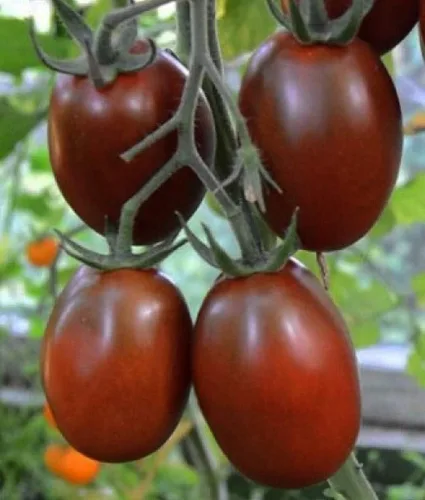 Vista 3 de Semillas Verduras Tomate Negro De Barao - 40 Semillas
