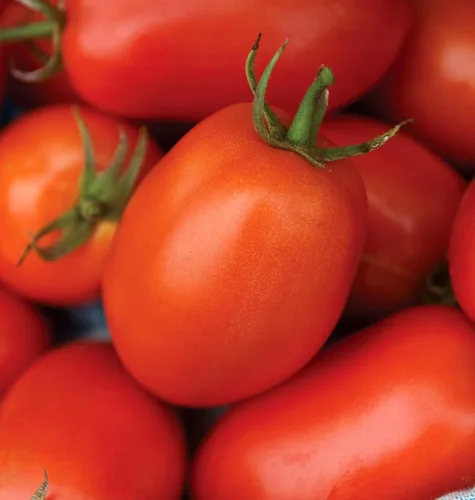 Vista 9 de Burpee 'Big Mama' Hybrid Tomate de pasta roja grande 50 semillas