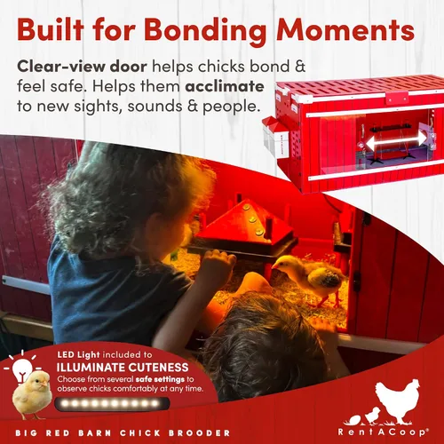 Vista 4 de RentACoop Big Red Barn Chick Brooder