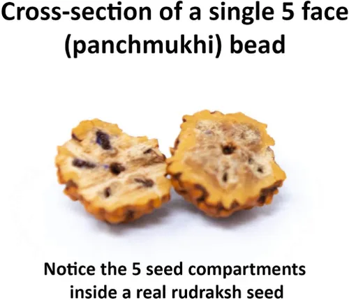 Vista 4 de Wonder Care Rudraksha Mala certificado de 5 caras (Panchmukhi) Auténticas cuentas de Rudraksha auténticas, ornamento, rosario, japa mala, collar