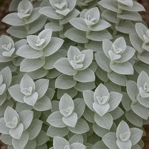 Vista 2 de 4 esquejes judíos errantes blancos de terciopelo para crecer - Tradescantia Sillamontana, telaraña de telaraña