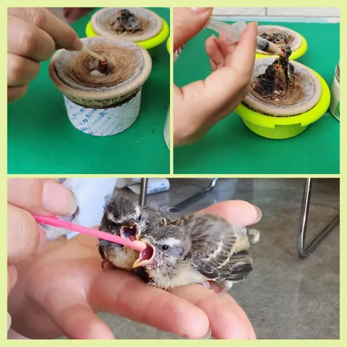 Vista 2 de Baby Bird Gouldian Zebra Finch Canary Society Bird Pet Hand Cría Jeringas de alimentación Tubos de cultivo (9 unidades)