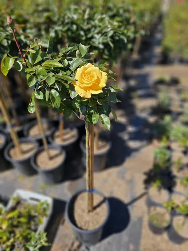 Vista 9 de Árbol de rosas, planta de floración viva, 4-5 pies de alto, refloreciendo todo el año, maceta de 5 galones