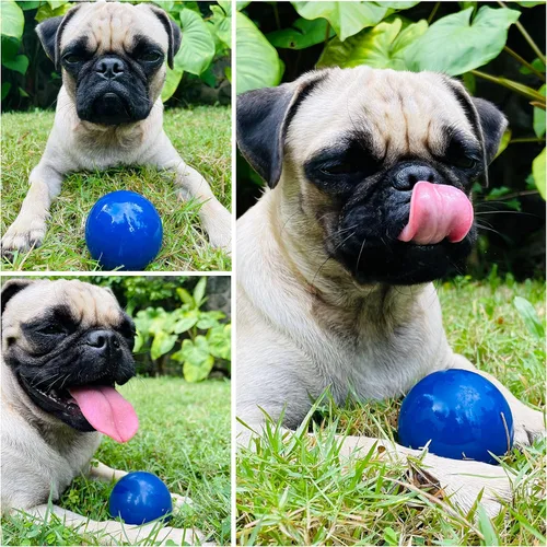 Vista 5 de SuperChewer - Pelota de juguete resistente para perros, reemplazo de por vida, goma natural fuerte, gran juguete para buscar perros, juguetes