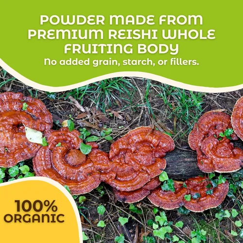 Vista 4 de Hongo - Polvo de hongos Reishi de primera calidad, polvo de hongo Reishi 100% fructífero corporal para apoyo inmunológico, longevidad, estado