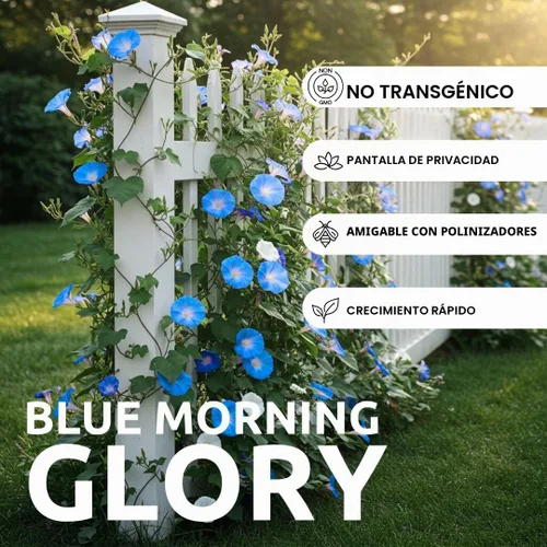 Vista 2 de Gloria Azul de la Mañana Enredadera Trepadora 100 Semillas para Plantar Hermosa Enredadera Floreciente