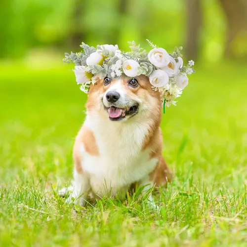 Vista 6 de Honoson Collar de flores de boda ajustable para perro, corona floral de rosas blancas artificiales con cinta, accesorios de accesorios para mujeres