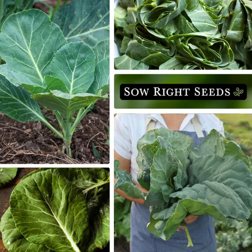 Vista 4 de Sow Right Seeds - Semillas de col de Vates para plantar - Paquete de reliquia sin OMG con instrucciones para plantar un huerto casero - Verduras