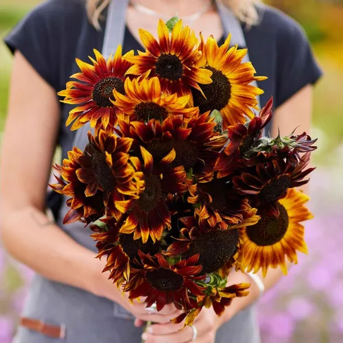 Vista 14 de Eden Brothers Semillas de girasol - Autumn Beauty