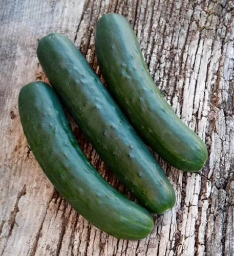 Vista 9 de Semillas de huerto para plantar - Cultiva verduras tradicionales (pimienta de 5 colores)