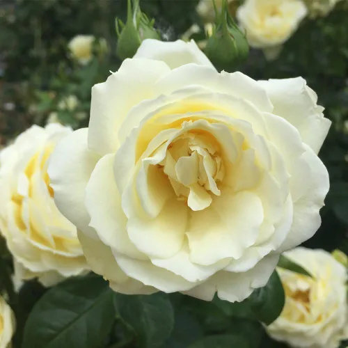Vista 2 de Heirloom Roses Shrub Rose Bush - Planta amarilla viva Good Ol' Summertime™ para plantar al aire libre