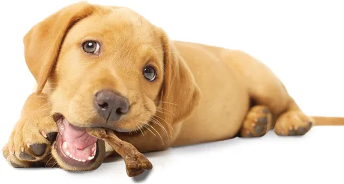 Vista 10 de Nylabone Healthy Edibles WILD - Golosinas masticables naturales de larga duración con sabor a pavo para perros, pequeños/regulares (4 unidades)