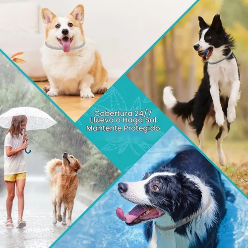 Vista 7 de Prevención de pulgas y garrapatas para perros, paquete de 4 collares