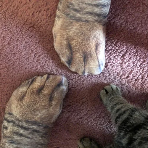 Vista 7 de Regalos de San Valentín para él, ella, hombres y mujeres, divertidos calcetines con patas de animales, calcetines novedosos en 3D locos con patas