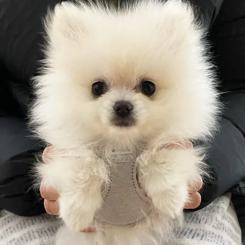 Vista 4 de Arnés sin tirones para perro, con correa multifunción, pechera suave y ajustable para mascota, no ahorca, chaleco a prueba de escape, mezclilla
