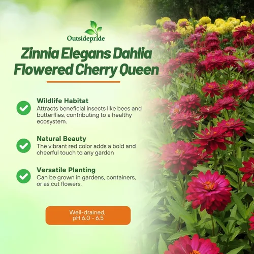Vista 3 de Outsidepride - Zinnia Elegans, 1000 semillas anuales, Dahlia Cherry, flores para plantar, color cereza