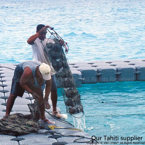Vista 6 de Pendientes de perlas de Tahití para mujer Oro blanco de 18 quilates 0.354-0.394 in Redondo - VIKI LYNN, Oro blanco Perla, Perla