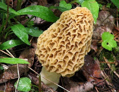 Vista 2 de Esporas de hongos Morel 1.41 oz en bolsa de aserrín - Morchella Esculenta, kit de cultivo de hongos True Morel, esporas de hongos morel frescos
