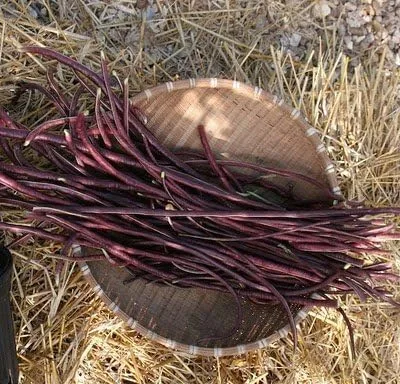 Vista 2 de Frijoles largos Red Noodle Yard 20+ semillas