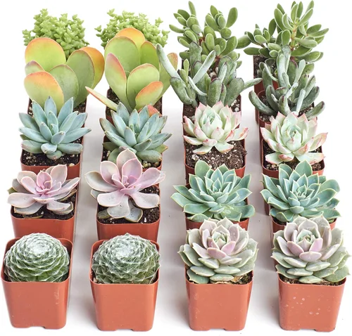 Vista 10 de 4 plantitas, de Shop Succulents, colección variada, tonos pastel, paquete de de 4