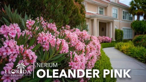 Vista 2 de Oleander Petite Pink 3 plantas vivas Nerium Arbusto de hoja perenne enano compacto