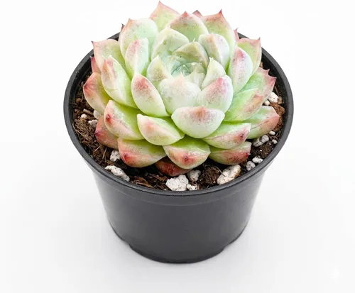 Vista 10 de Plantas suculentas vivas de 2", Aeonium 'Superbang', suculentas mini en maceta, planta de interior de fácil cuidado, regalos únicos, decoración