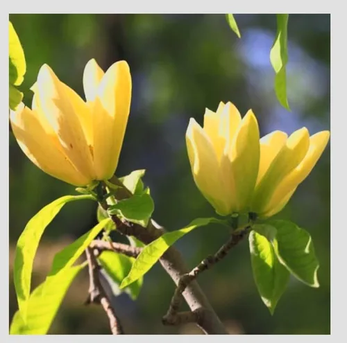 Vista 3 de Yellow Jane Magnolia Planta viva – Árbol arbusto floreciente de 18 pulgadas de alto