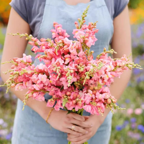 Vista 16 de Eden Brothers Snapdragon Seeds - Manzana