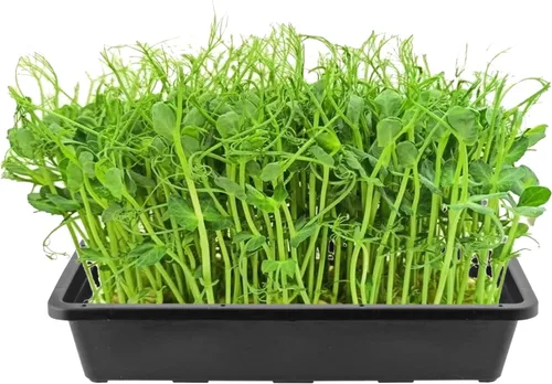 Vista 5 de KEILEOHO Paquete de 12 bandejas de malla de plástico, bandejas de germinación de semillas negras, bandeja de cultivo de microverdes con parte