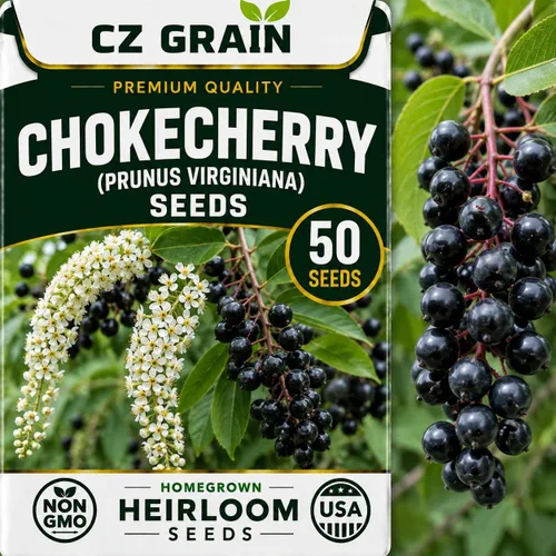 Vista 24 de CZ Grain Semillas para plantar, 40 pequeñas mezclas de calabaza