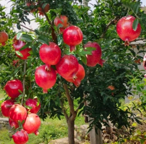 Vista 5 de 60 Semillas de Granada Semillas de Frutos Rojos Punica Granatum Bonsai Megranate