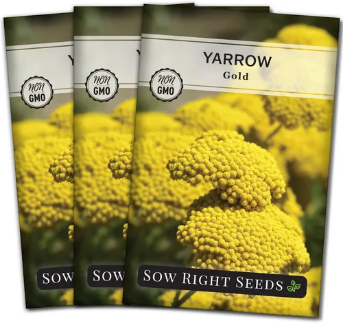 Vista 8 de Sow Right Seeds - Semillas de flores doradas de milenrama de Achillea para plantar - Flores para plantar en tu jardín - Paquete de reliquia sin OMG
