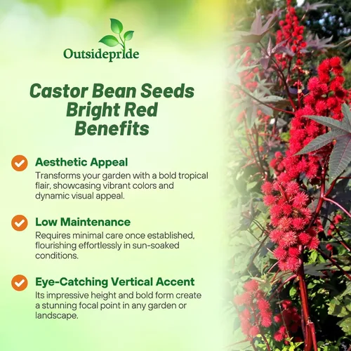 Vista 3 de Outsidepride Semillas de ricino rojo brillante, 15 semillas anuales de flores tropicales de crecimiento rápido para plantar follaje vibrante