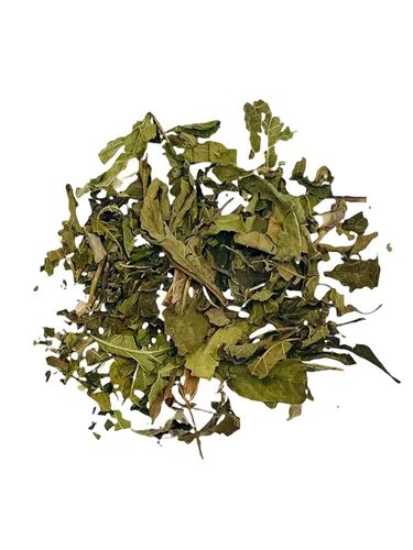 Vista 2 de Té Tronadora de 3 onzas, saúco amarillo, bolsa resellable, hierba Tronadora, Retama Tronadora, Stans de tecoma
