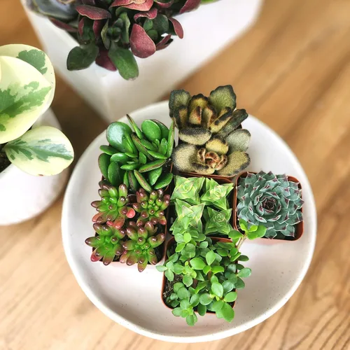Vista 2 de Paquete de plantas suculentas vivas (paquete de 6), plantas suculentas reales y mini plantas para principiantes, plantas de casa vivas, mini